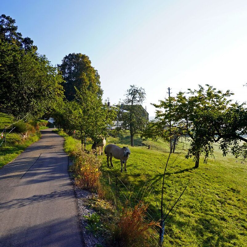 Morgennebel auf dem Berg 16