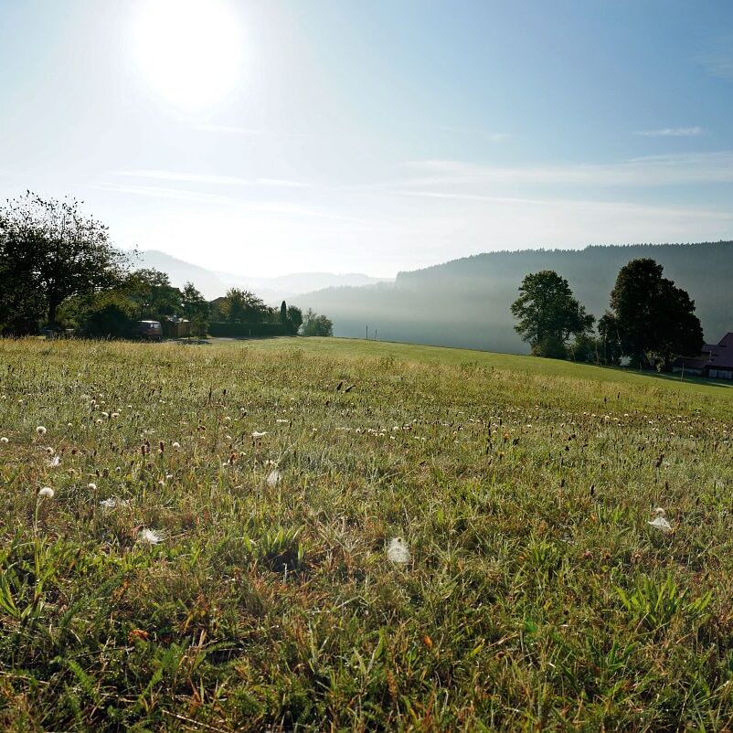 Morgennebel auf dem Berg 20