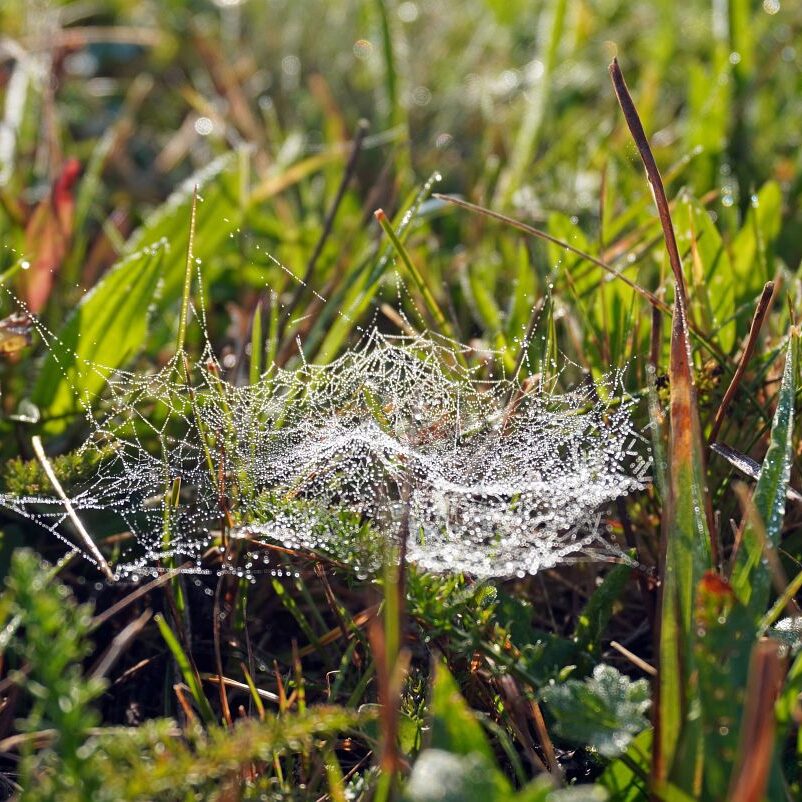 Morgennebel auf dem Berg 21