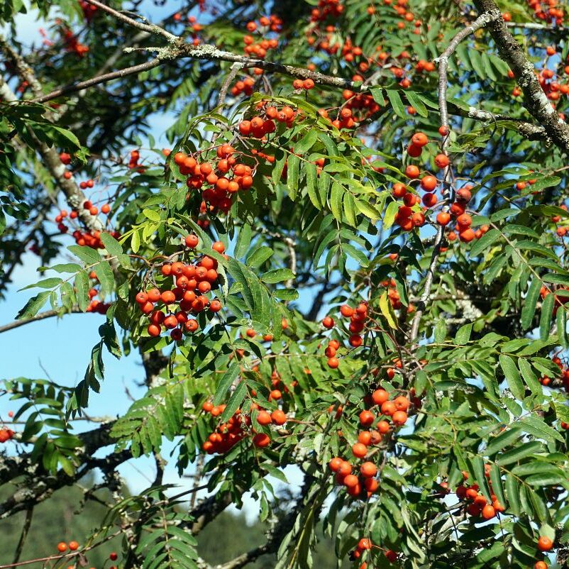 Schopftinling Hagebutte und Vogelbeere 1