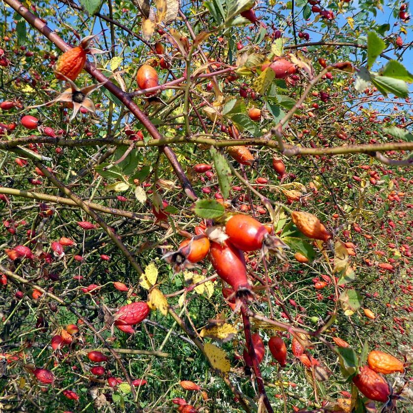 Schopftinling Hagebutte und Vogelbeere 10