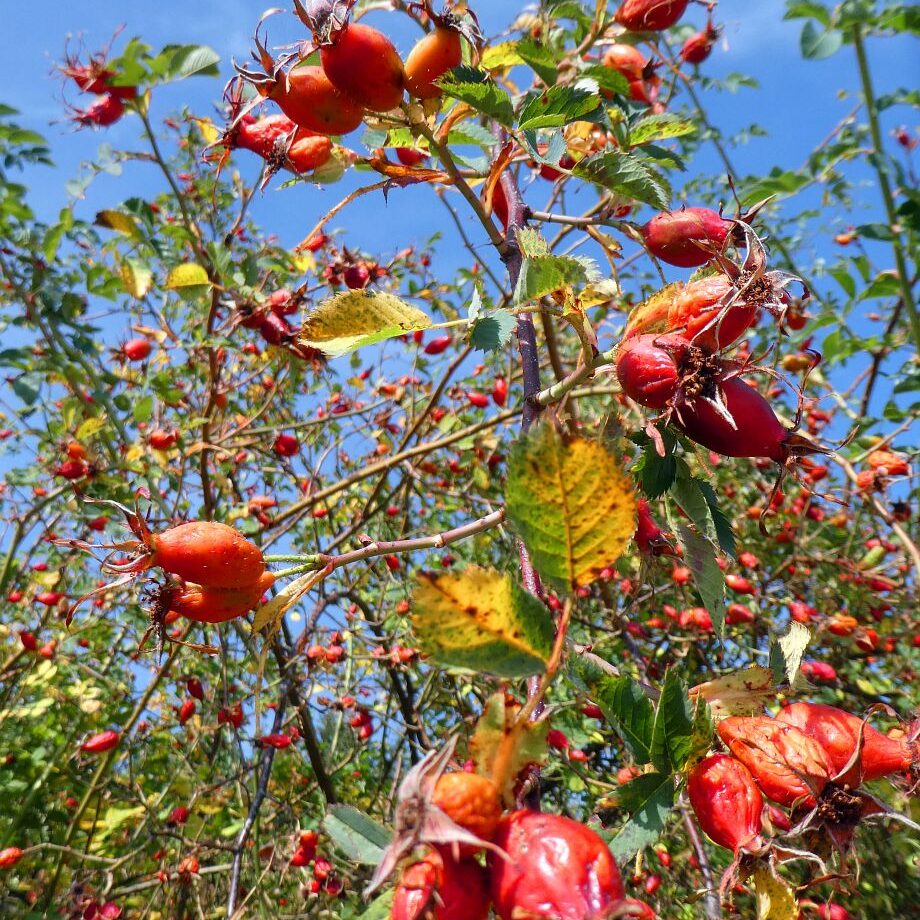 Schopftinling Hagebutte und Vogelbeere 11