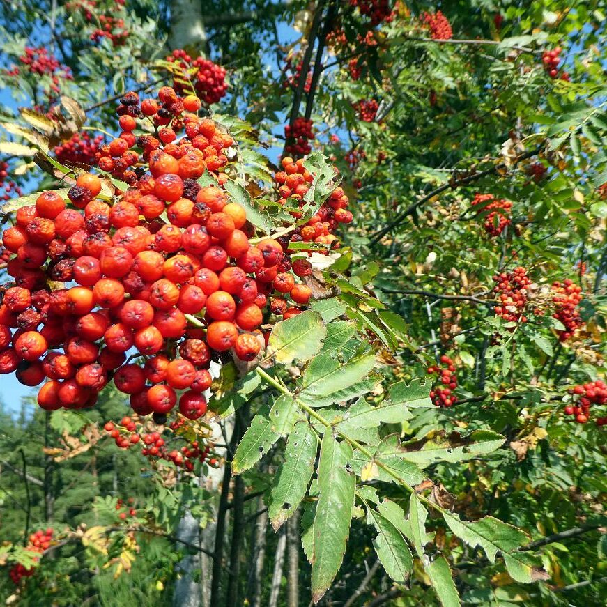 Schopftinling Hagebutte und Vogelbeere 12