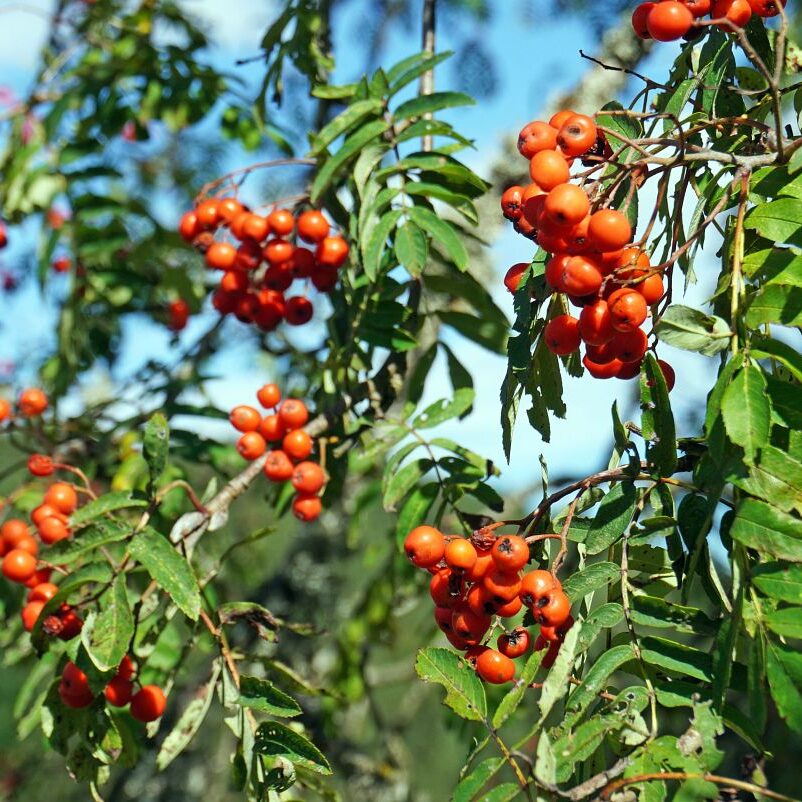 Schopftinling Hagebutte und Vogelbeere 2