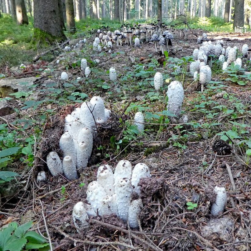 Schopftinling Hagebutte und Vogelbeere 3