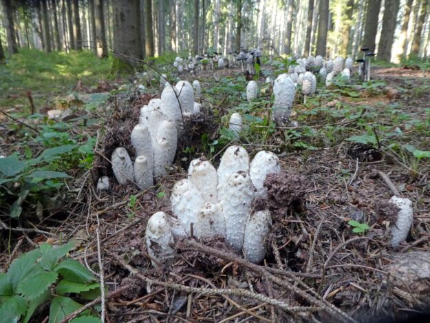 Schopftinling Hagebutte und Vogelbeere 4