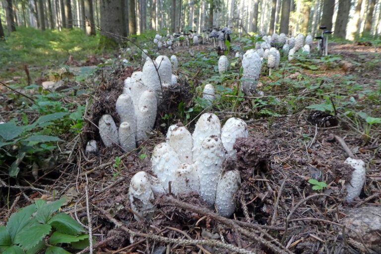 Schopftinling Hagebutte und Vogelbeere 4 Schopftinling Hagebutte und Vogelbeere 4