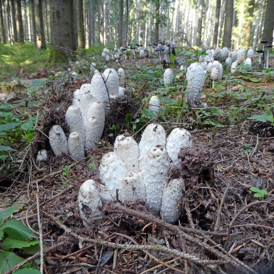 Schopftinling Hagebutte und Vogelbeere 4