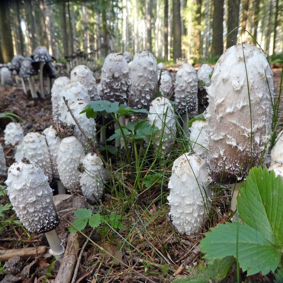 Schopftinling Hagebutte und Vogelbeere 5