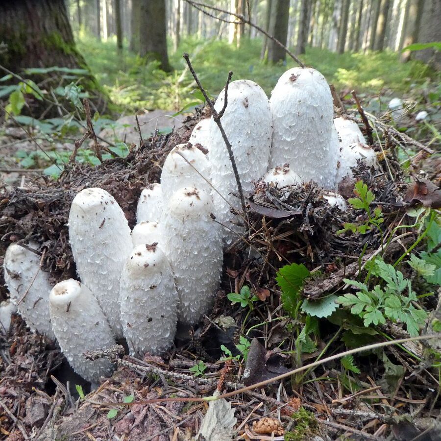 Schopftinling Hagebutte und Vogelbeere 6