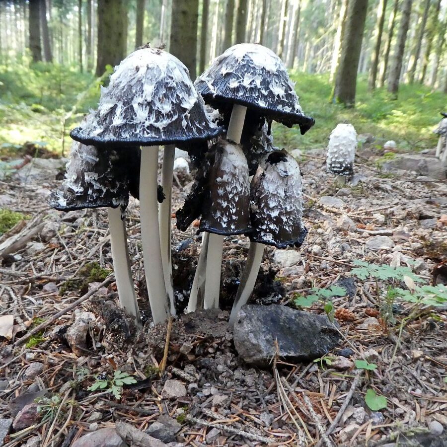 Schopftinling Hagebutte und Vogelbeere 7