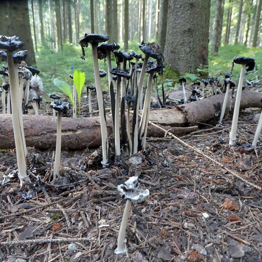 Schopftinling Hagebutte und Vogelbeere 8