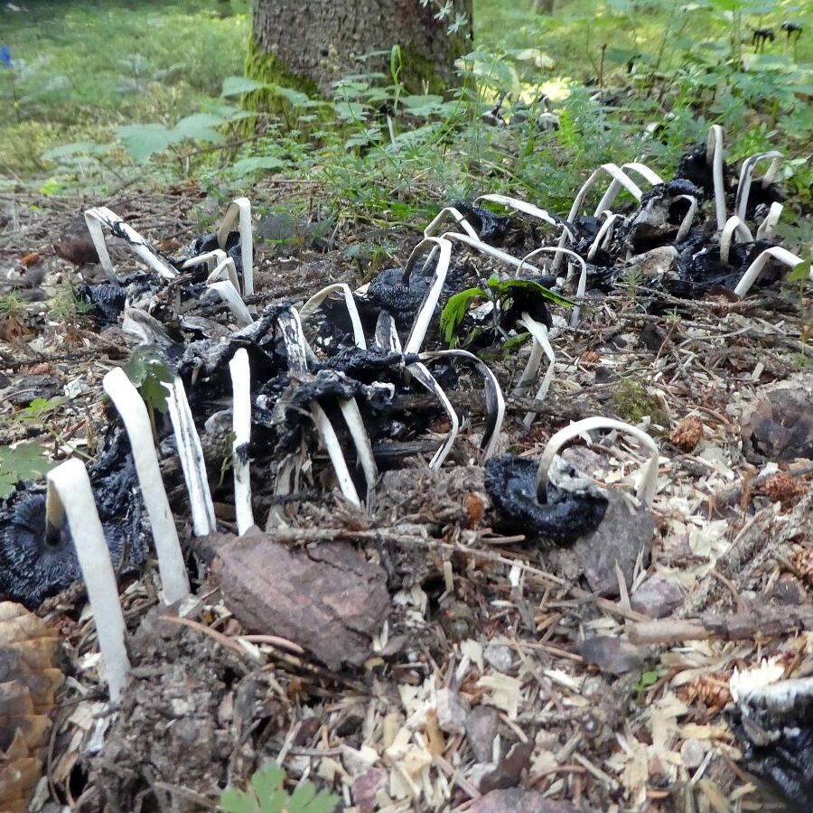 Schopftinling Hagebutte und Vogelbeere 9