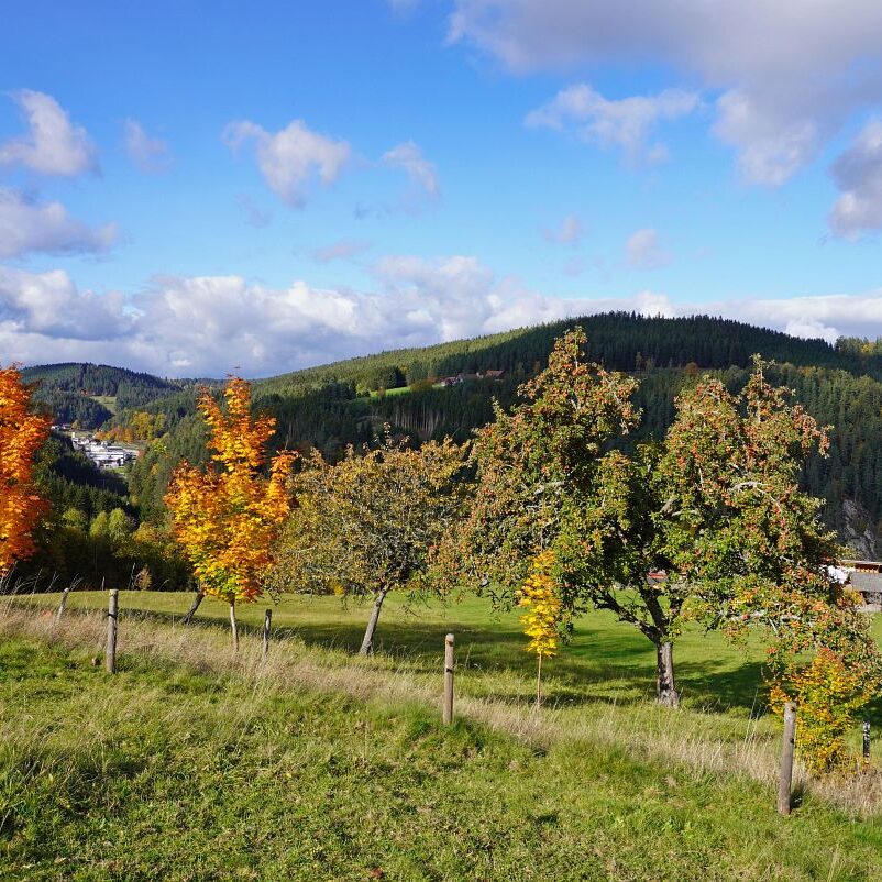 Herbst Tennenbronn Altenburg Mulpenbuehl Mittelberg 12
