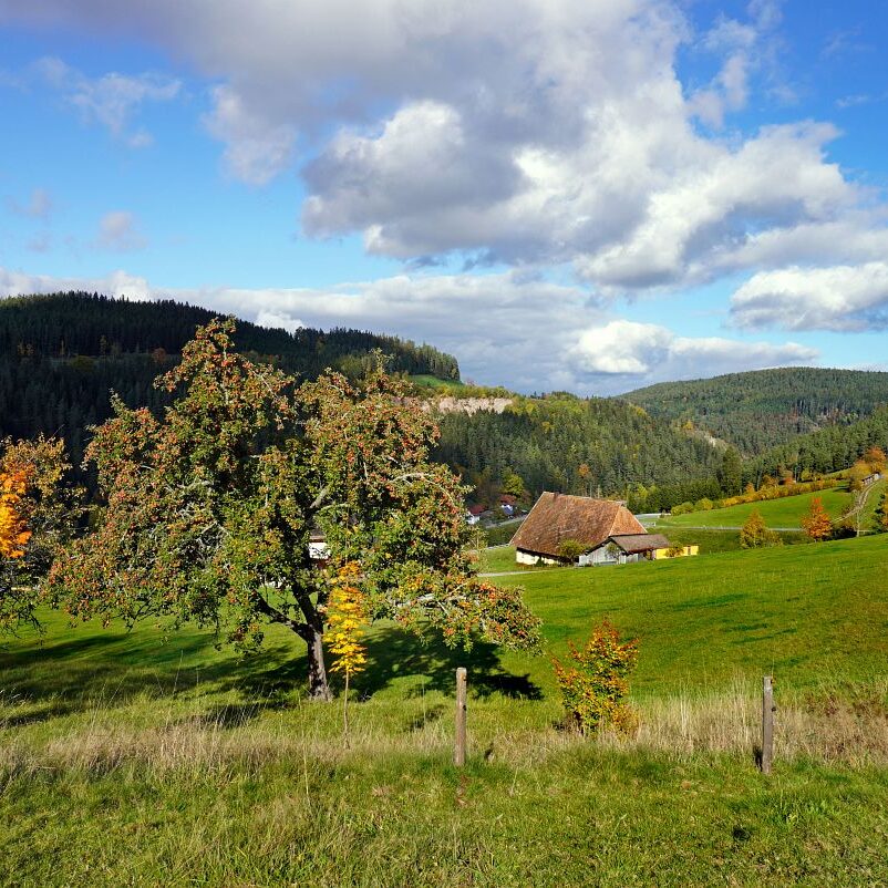 Herbst Tennenbronn Altenburg Mulpenbuehl Mittelberg 13