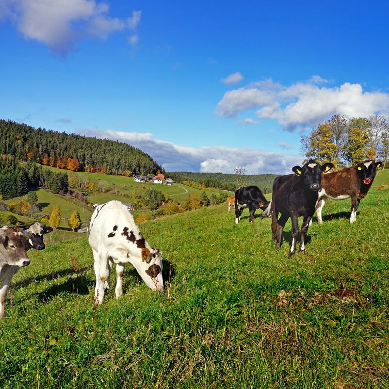 Herbst Tennenbronn Altenburg Mulpenbuehl Mittelberg 15