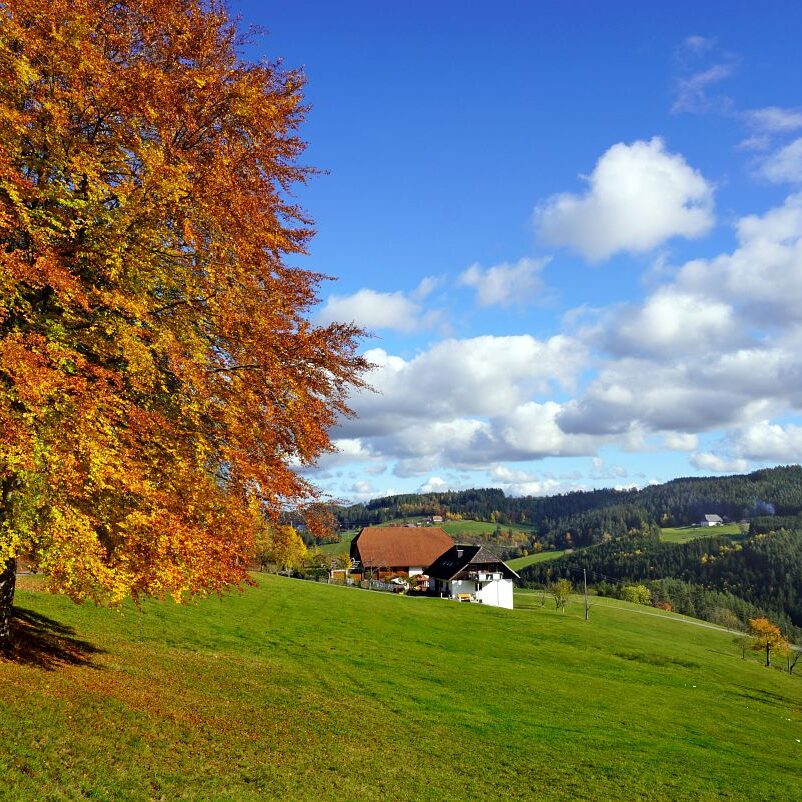 Herbst Tennenbronn Altenburg Mulpenbuehl Mittelberg 17