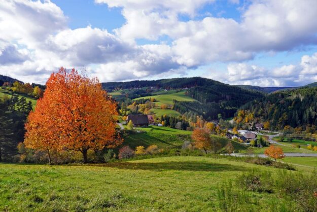 Herbst Tennenbronn Altenburg Mulpenbuehl Mittelberg 2