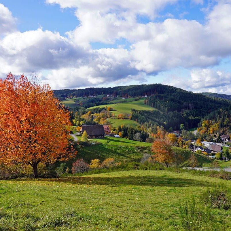 Herbst Tennenbronn Altenburg Mulpenbuehl Mittelberg 2