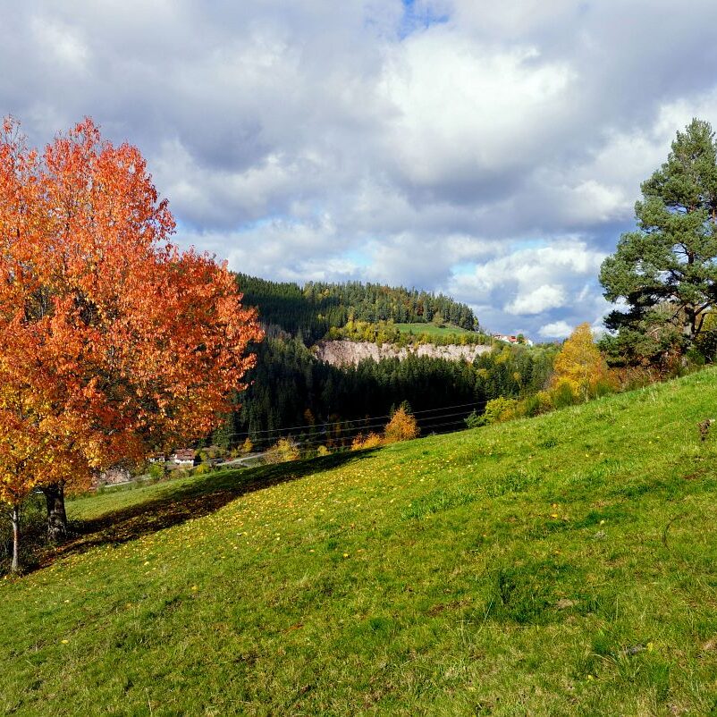Herbst Tennenbronn Altenburg Mulpenbuehl Mittelberg 3