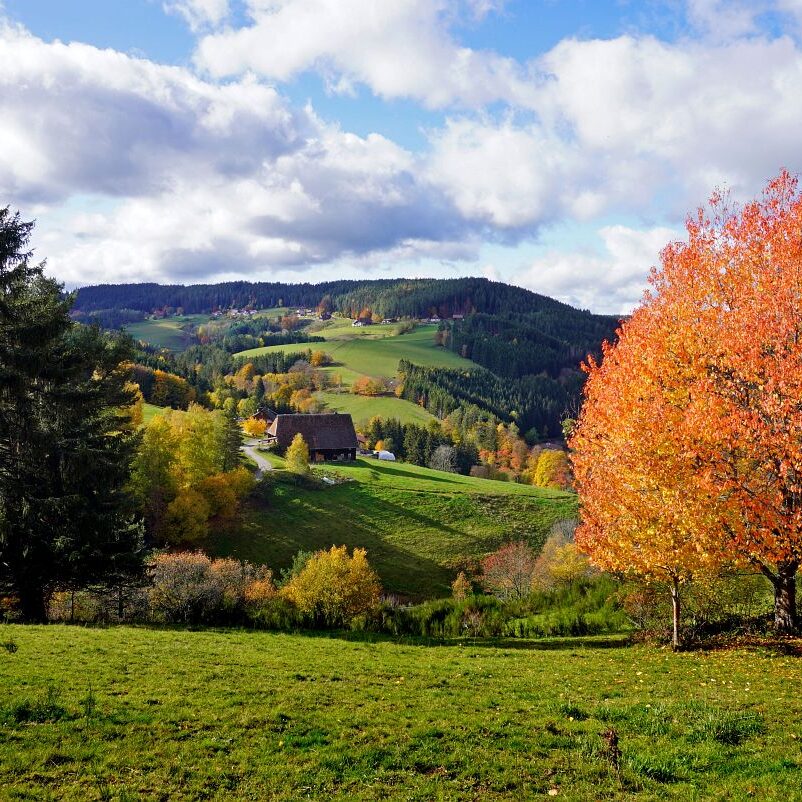 Herbst Tennenbronn Altenburg Mulpenbuehl Mittelberg 4