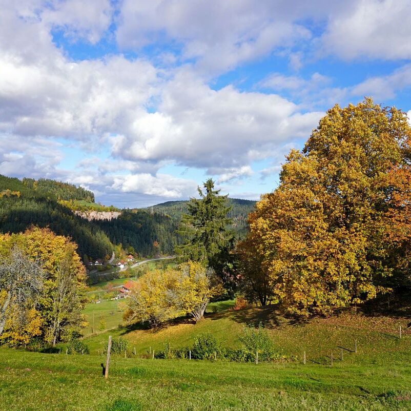 Herbst Tennenbronn Altenburg Mulpenbuehl Mittelberg 6