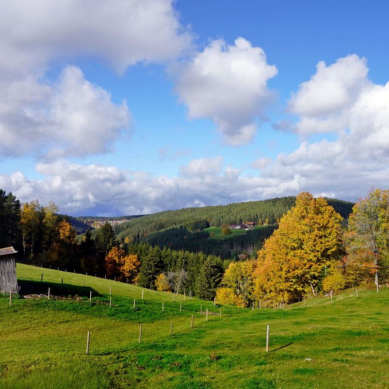 Herbst Tennenbronn Altenburg Mulpenbuehl Mittelberg 7