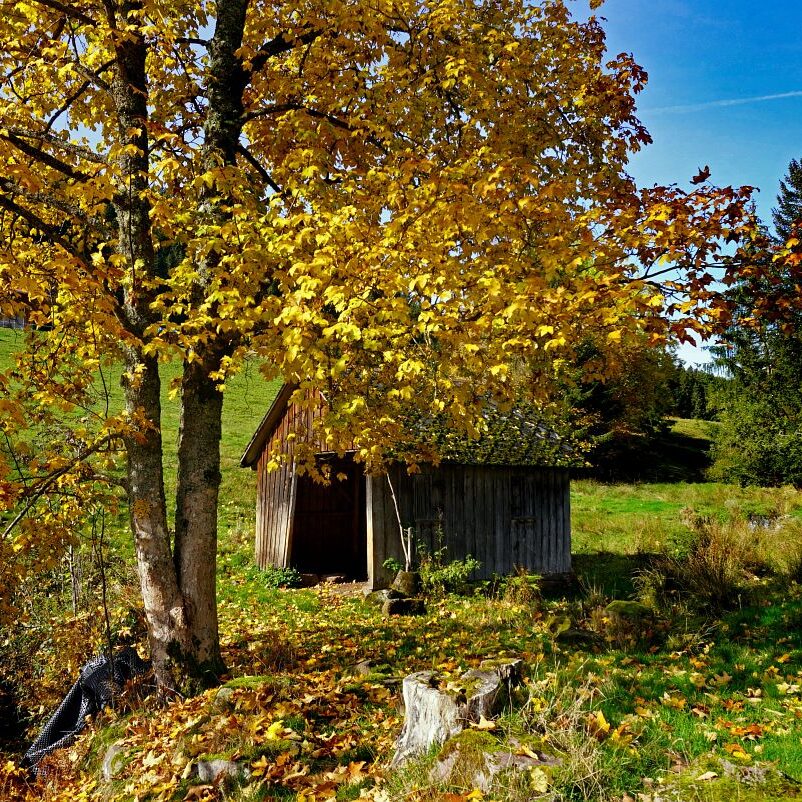 Herbst Tennenbronn Eichbach Gersbach 12
