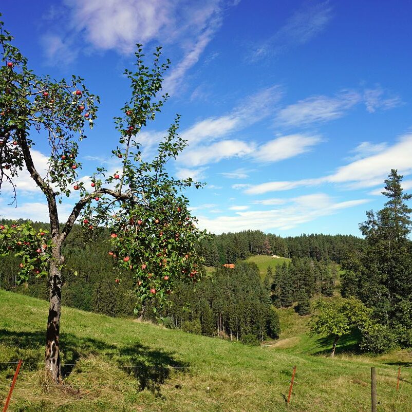 Mooshof und Schwarzenbach 10