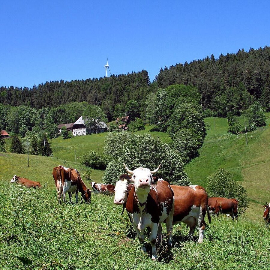 Mooshof und Schwarzenbach 11 1