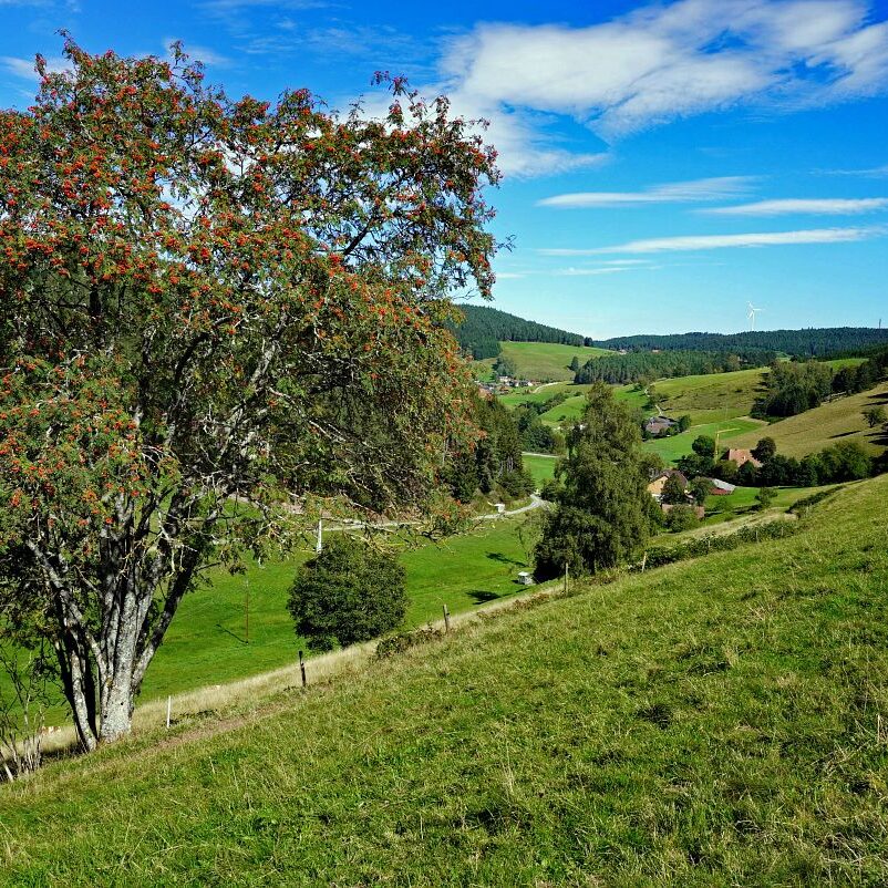 Mooshof und Schwarzenbach 12