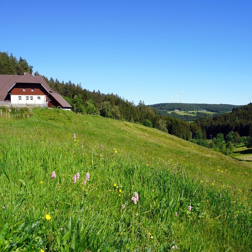 Mooshof und Schwarzenbach 13 1
