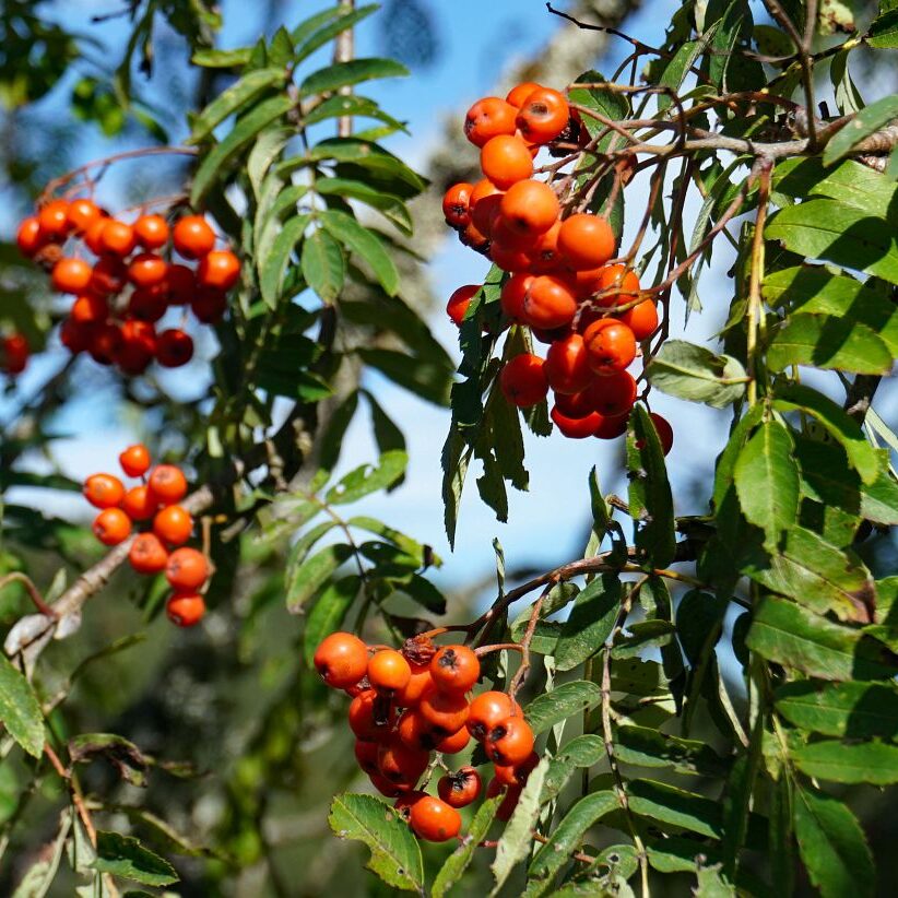 Mooshof und Schwarzenbach 13