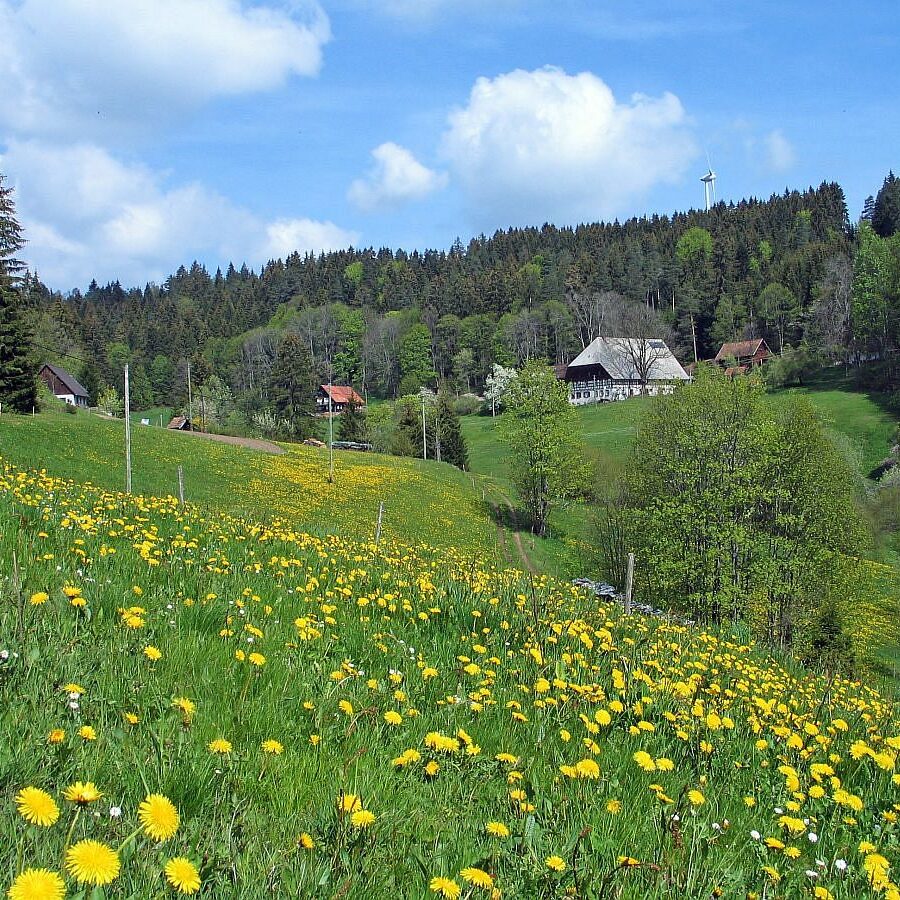 Mooshof und Schwarzenbach 8 1