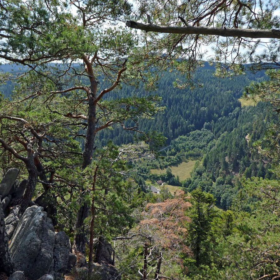 Falken Apfelfelsen Bremenloch 16