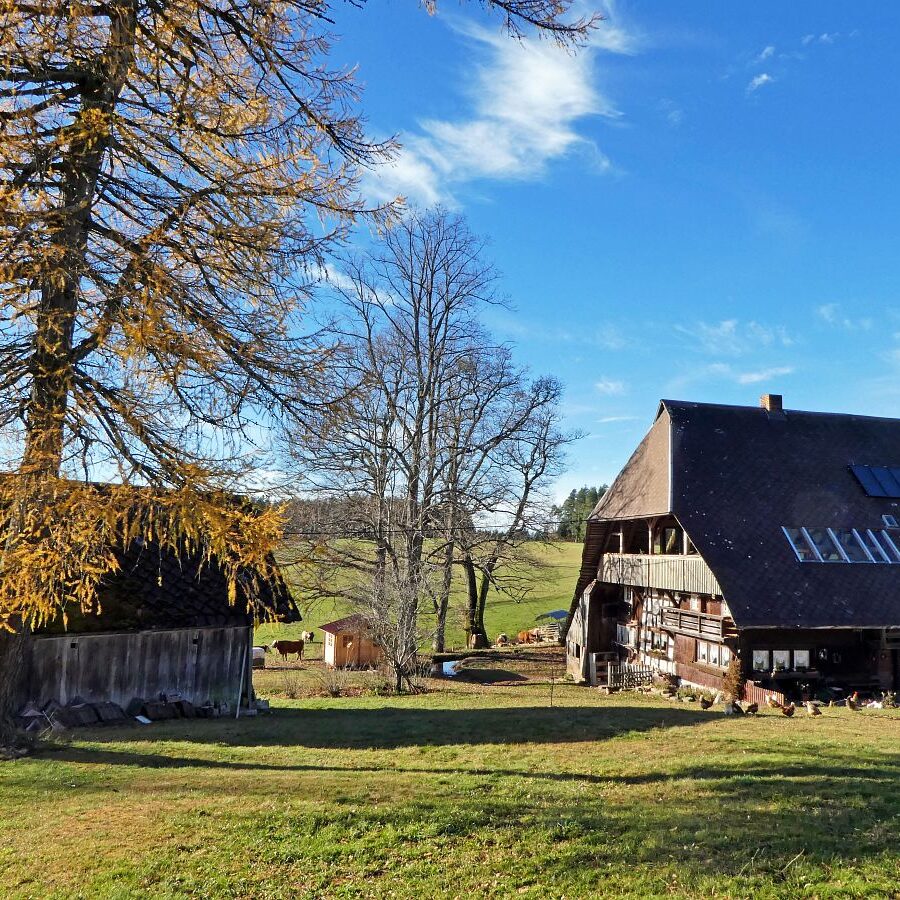 Falken Apfelfelsen Bremenloch 7