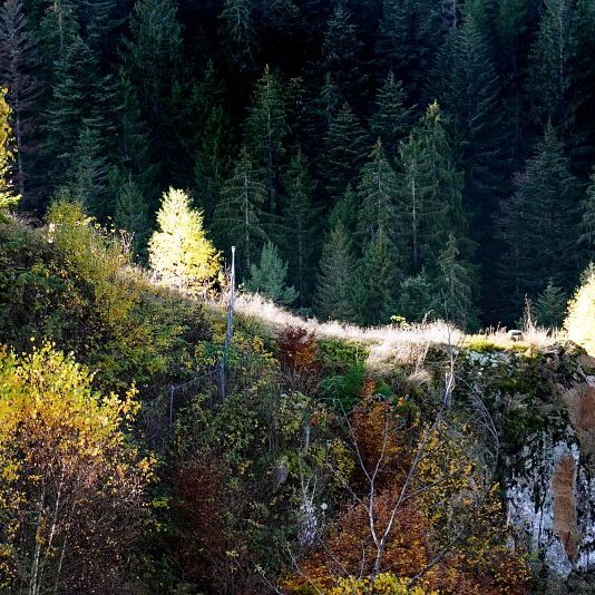 Herbst Tennenbronn Schwarzenbach Mooshof Purpen Berneck 22