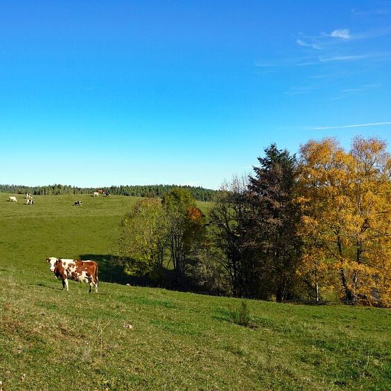 Herbst Tennenbronn Schwarzenbach Mooshof Purpen Berneck 5