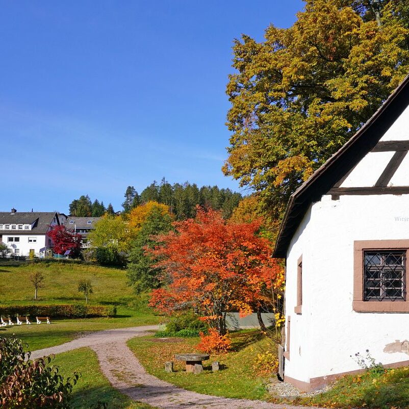 Herbst Tennenbronn Wiesenbauerndobel 1