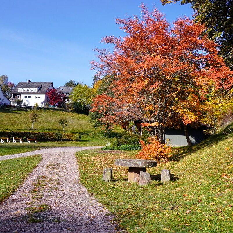 Herbst Tennenbronn Wiesenbauerndobel 2