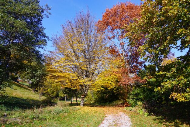 Herbst Tennenbronn Wiesenbauerndobel 5