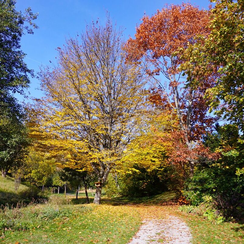 Herbst Tennenbronn Wiesenbauerndobel 5