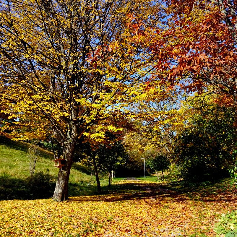 Herbst Tennenbronn Wiesenbauerndobel 6