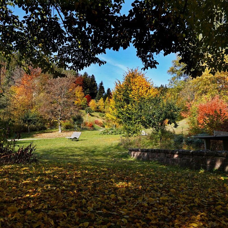 Herbst Tennenbronn Wiesenbauerndobel 7