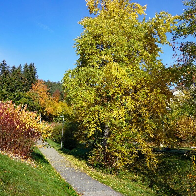 Herbst Tennenbronn Wiesenbauerndobel 9