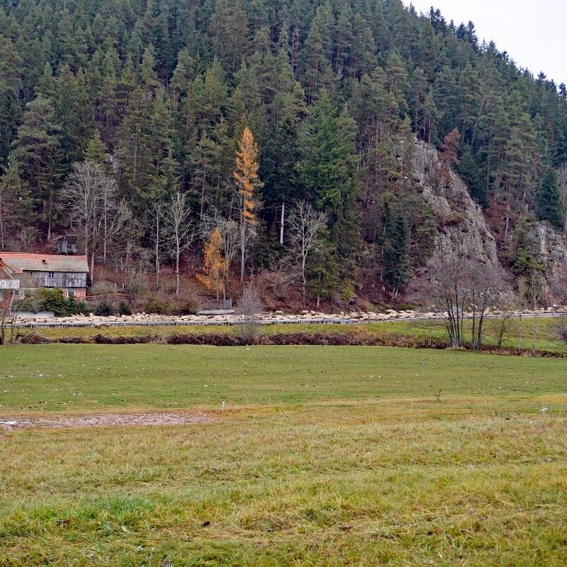 Wanderschaefer in Tennenbronn 1