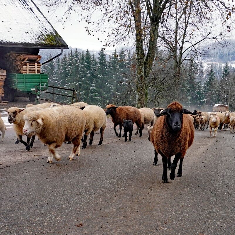 Wanderschaefer in Tennenbronn 11
