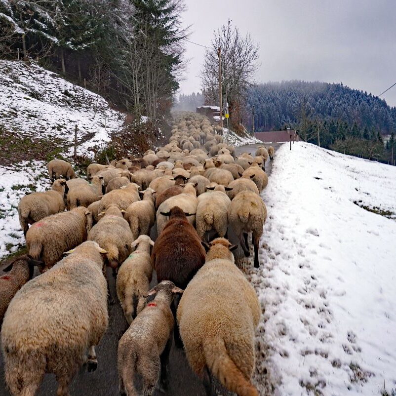 Wanderschaefer in Tennenbronn 12