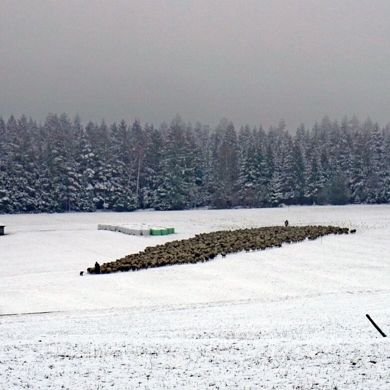 Wanderschaefer in Tennenbronn 17