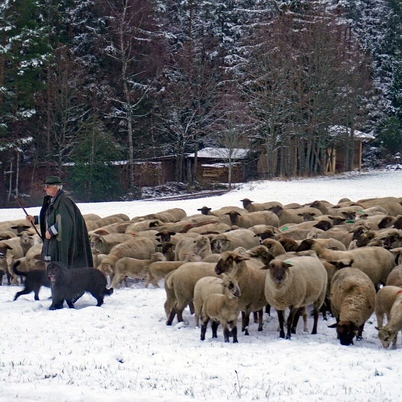 Wanderschaefer in Tennenbronn 20